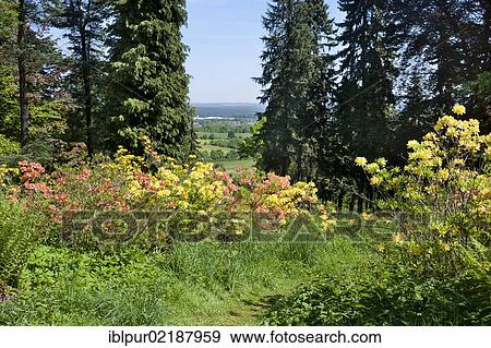 Stock Photo - Path through flowering rhododendron, Hutberg, the town of Kamenz at the back, Saxony, Germany, Europe. Fotosearch