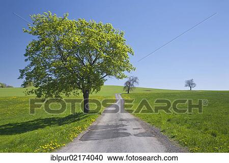 Stock Image - Path through meadows with dandelion and scattered trees, Glashuette, Saxony, Germany, Europe. Fotosearch
