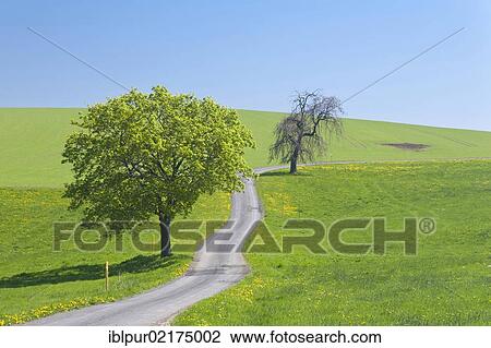 Path through meadows with dandelion and scattered trees, Glashuette, Saxony, Germany, Europe View Large Photo Image Stock Image - Path through meadows with dandelion and scattered trees, Glashuette, Saxony, Germany, Europe. Fotosearch