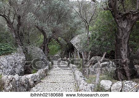 Path way, olive trees, Biniarix, Majorca, Balearic Islands, Spain, Europe View Large Photo Image Stock Photo - Path way, olive trees, Biniarix, Majorca, Balearic Islands, Spain, Europe. Fotosearch