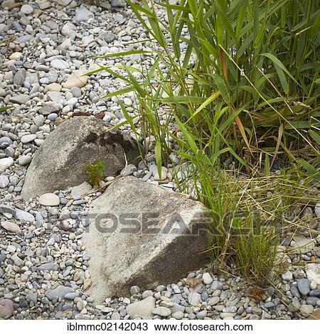 Pebbles and reeds, Lech, Augsburg, Swabia, Bavaria, Germany, Europe View Large Photo Image Stock Image - Pebbles and reeds, Lech, Augsburg, Swabia, Bavaria, Germany, Europe. Fotosearch