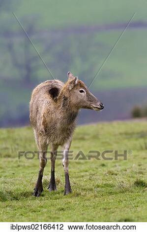 Pere Davids deer (Elaphurus davidianus), female in grass, south Wales, United Kingdom, Europe View Large Photo Image Stock Image - Pere Davids deer (Elaphurus davidianus), female in grass, south Wales, United Kingdom, Europe. Fotosearch