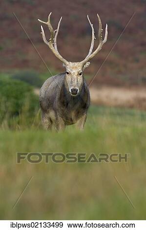Stock Photo - Pere Davids deer (Elaphurus davidianus), buck, in grass, south Wales, United Kingdom, Europe. Fotosearch