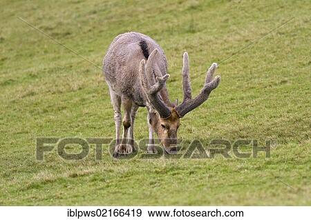 Pere Davids deer (Elaphurus davidianus), buck, in grass, south Wales, United Kingdom, Europe View Large Photo Image Stock Photo - Pere Davids deer (Elaphurus davidianus), buck, in grass, south Wales, United Kingdom, Europe. Fotosearch