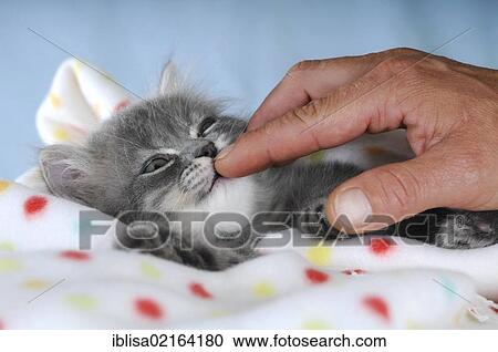 Stock Image - Persian kitten on a spotted blanket, sniffing a finger. Fotosearch
