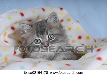 Persian kitten on a spotted blanket View Large Photo Image Stock Photo - Persian kitten on a spotted blanket. Fotosearch