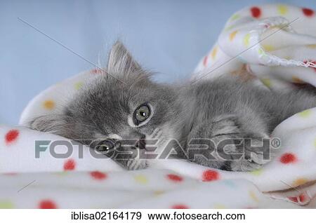 Persian kitten on a spotted blanket View Large Photo Image Stock Photo - Persian kitten on a spotted blanket. Fotosearch