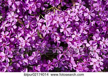 Picture - Phlox in bloom (Phlox sp. ), as ground cover, spring flowers, pink. Fotosearch