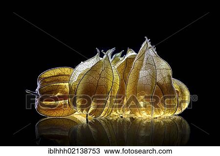 Physalis (physalis) on glass plate View Large Photo Image Stock Image - Physalis (physalis) on glass plate. Fotosearch