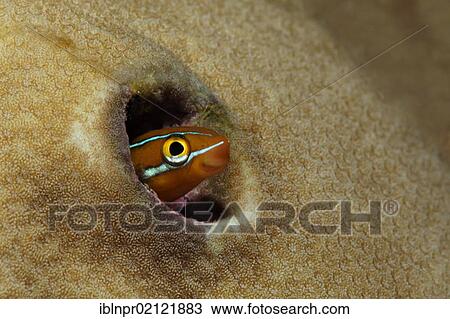 Stock Image - Piano Fangblenny or Mimic Blenny (Plagiotremus tapeinosoma) peeping out of hole in a coral, coral reef, Great Barrier Reef, UNESCO World Heritage Site, Cairns, Queensland, Australia, Pacific, Oceania. Fotosearch
