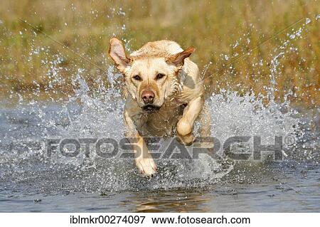 Stock Photo - Playing Labrador Dog. Fotosearch
