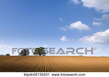 Ploughed 90 acre field, trees on horizon and blue sky, Petersfield, Hampshire, England, United Kingdom, Europe View Large Photo Image Stock Image - Ploughed 90 acre field, trees on horizon and blue sky, Petersfield, Hampshire, England, United Kingdom, Europe. Fotosearch