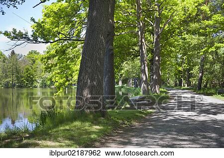 Stock Image - Pond in the Weissiger Teichgebiet area, Upper Lusatian Heath and Lakelands, administrative district of Bautzen, Saxony, Germany, Europe. Fotosearch