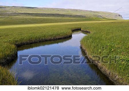 Stock Photo - Pond, tall grass, Bardsvik bay, east coast of Hornstrandir, Westfjords, Iceland, Europe. Fotosearch