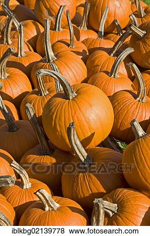 Stock Photo - Pumpkins for sale, farm stand, Eden, Vermont, USA, North America. Fotosearch
