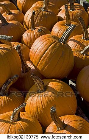 Pumpkins for sale, farm stand, Eden, Vermont, USA, North America View Large Photo Image Stock Photography - Pumpkins for sale, farm stand, Eden, Vermont, USA, North America. Fotosearch