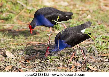 Stock Image - Purple Moorhens, Pukekos (Porphyrio porphyrio), Kakadu National Park, Northern Territory, Australia, Oceania. Fotosearch