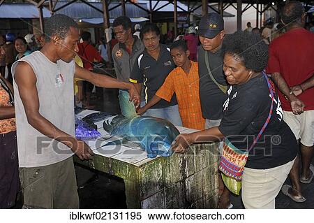 Stock Photography - Rare large Napoleon Wrasse (Cheilinus undulatus), which stands on the Red List of Threatened Species, being sold at the fish market in Biak, Kota Biak, Biak Island, Irian Jaya, Indonesia, Southeast Asia, Asia. Fotosearch