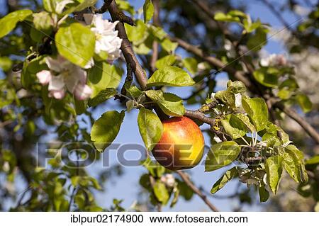 Red Apple (Malus domestica) on a branch with apple blossoms, Saxony, Germany, Europe View Large Photo Image Stock Image - Red Apple (Malus domestica) on a branch with apple blossoms, Saxony, Germany, Europe. Fotosearch