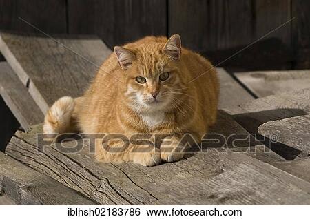 Red domestic cat (Felis silvestris catus) lying on wooden planks in the sun, Bavaria, Germany, Europe View Large Photo Image Stock Photograph - Red domestic cat (Felis silvestris catus) lying on wooden planks in the sun, Bavaria, Germany, Europe. Fotosearch