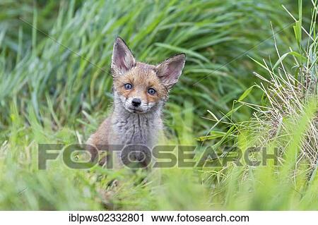 Red fox cub (Vulpes vulpes), in grass, south east England, United Kingdom, Europe View Large Photo Image Stock Image - Red fox cub (Vulpes vulpes), in grass, south east England, United Kingdom, Europe. Fotosearch