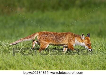 Red fox (Vulpes vulpes), in grass, south east England, United Kingdom, Europe View Large Photo Image Picture - Red fox (Vulpes vulpes), in grass, south east England, United Kingdom, Europe. Fotosearch