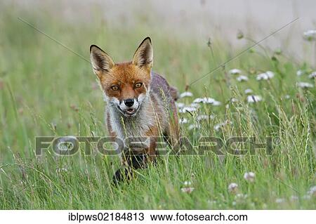 Red fox (Vulpes vulpes) in grass, south east England, United Kingdom, Europe View Large Photo Image Stock Image - Red fox (Vulpes vulpes) in grass, south east England, United Kingdom, Europe. Fotosearch