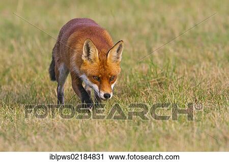 Red fox (Vulpes vulpes), in grass, south east England, United Kingdom, Europe View Large Photo Image Stock Image - Red fox (Vulpes vulpes), in grass, south east England, United Kingdom, Europe. Fotosearch