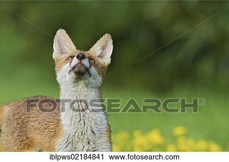 Red fox (Vulpes vulpes), in grass, looking up, south east England, United Kingdom, Europe View Large Photo Image Stock Image - Red fox (Vulpes vulpes), in grass, looking up, south east England, United Kingdom, Europe. Fotosearch