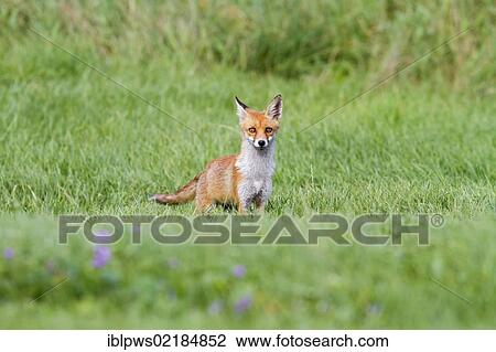 Red fox (Vulpes vulpes), in grass, south east England, United Kingdom, Europe View Large Photo Image Stock Image - Red fox (Vulpes vulpes), in grass, south east England, United Kingdom, Europe. Fotosearch