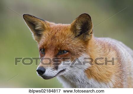 Stock Photo - Red fox (Vulpes vulpes), portrait, south east England, United Kingdom, Europe. Fotosearch