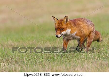 Red fox (Vulpes vulpes), running in grass, south east England, United Kingdom, Europe View Large Photo Image Stock Image - Red fox (Vulpes vulpes), running in grass, south east England, United Kingdom, Europe. Fotosearch