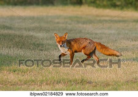 Red fox (Vulpes vulpes), running in grass, South East England, United Kingdom, Europe View Large Photo Image Stock Photo - Red fox (Vulpes vulpes), running in grass, South East England, United Kingdom, Europe. Fotosearch