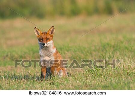 Stock Photograph - Red fox (Vulpes vulpes) sitting in grass, south east England, United Kingdom, Europe. Fotosearch