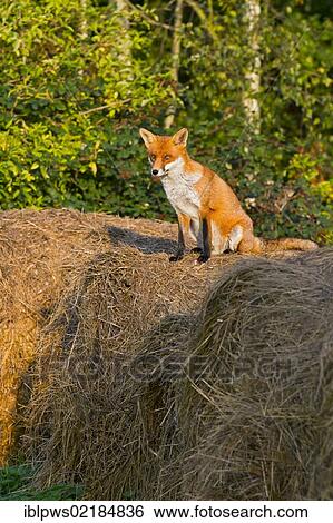 Red fox (Vulpes vulpes) sitting on straw bales, south east England, United Kingdom, Europe View Large Photo Image Stock Photograph - Red fox (Vulpes vulpes) sitting on straw bales, south east England, United Kingdom, Europe. Fotosearch
