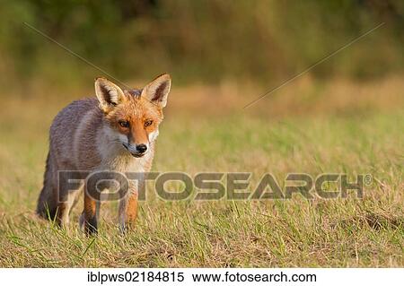 Red fox (Vulpes vulpes) standing in grass, south east England, United Kingdom, Europe View Large Photo Image Stock Photography - Red fox (Vulpes vulpes) standing in grass, south east England, United Kingdom, Europe. Fotosearch