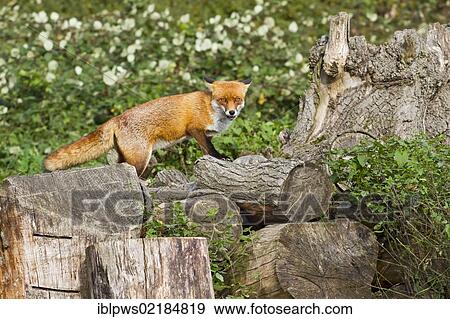 Red fox (Vulpes vulpes) standing on felled logs, south east England, United Kingdom, Europe View Large Photo Image Stock Photo - Red fox (Vulpes vulpes) standing on felled logs, south east England, United Kingdom, Europe. Fotosearch