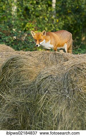 Stock Photo - Red fox (Vulpes vulpes) standing on straw bales, south east England, United Kingdom, Europe. Fotosearch