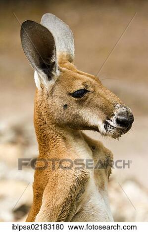 Red kangaroo (Macropus rufus), portrait, Northern Territory, Australia, Oceania View Large Photo Image Stock Image - Red kangaroo (Macropus rufus), portrait, Northern Territory, Australia, Oceania. Fotosearch