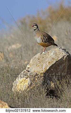 Red-legged partridge (Alectoris rufa), Andalusia, Spain, Europe View Large Photo Image Stock Image - Red-legged partridge (Alectoris rufa), Andalusia, Spain, Europe. Fotosearch