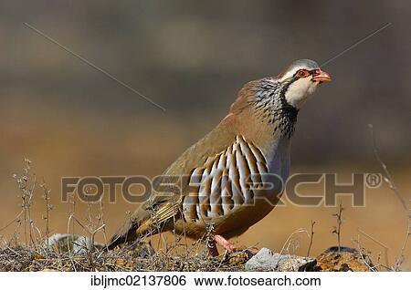 Stock Photograph - Red-legged partridge (Alectoris rufa), Andalusia, Spain, Europe. Fotosearch