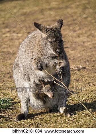 Red-necked Wallaby or Bennett's Wallaby (Macropus rufogriseus), Erfurt Zoo, Thuringia, Germany, Europe View Large Photo Image Picture - Red-necked Wallaby or Bennett's Wallaby (Macropus rufogriseus), Erfurt Zoo, Thuringia, Germany, Europe. Fotosearch