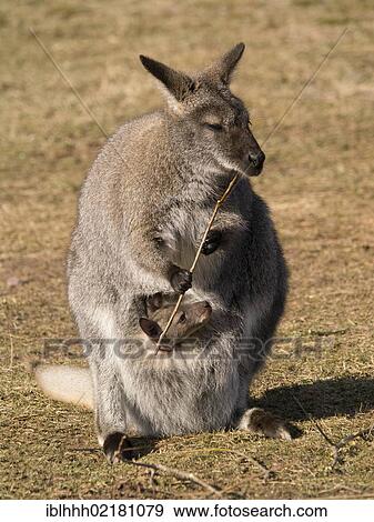 Stock Photo - Red-necked Wallaby or Bennett's Wallaby (Macropus rufogriseus), Erfurt Zoo, Thuringia, Germany, Europe. Fotosearch