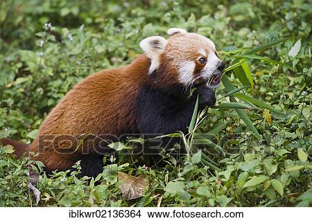 Red Panda (Ailurus fulgens) eating, Darjeeling, West Bengal, India, Asia View Large Photo Image Picture - Red Panda (Ailurus fulgens) eating, Darjeeling, West Bengal, India, Asia. Fotosearch
