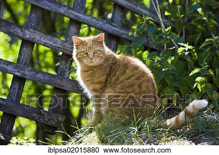 Stock Image - Red tabby domestic cat sitting on a wooden fence with backlighting, North Tyrol, Austria, Europe. Fotosearch