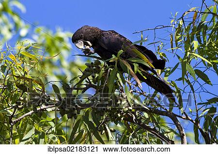 Stock Image - Red-tailed black cockatoo (Calyptorhynchus banksii, formerly Calyptorhynchus magnificus), Kakadu National Park, Northern Territory, Australia, Oceania. Fotosearch