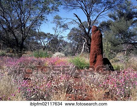 Picture - Red termite mound, 2 metres high, and mulla mulla wildflowers, Pilbara, Western Australia. Fotosearch