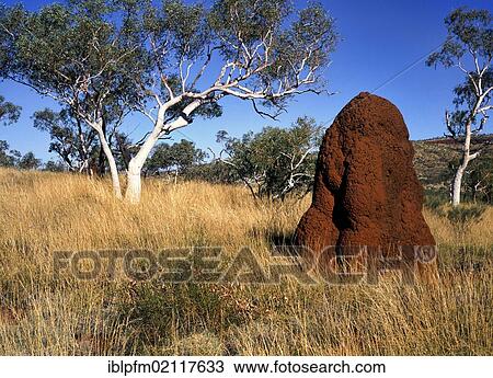 Stock Image - Red termite mound, 2 metres high, and Eucalyptus Gum trees (Eucalyptus), Pilbara, Western Australia. Fotosearch