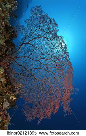 Stock Photography - Red, unidentified coral sea fan on coral reef, steep wall, backlit, sun, Great Barrier Reef, UNESCO World Heritage Site, Cairns, Queensland, Australia, Pacific, Oceania. Fotosearch