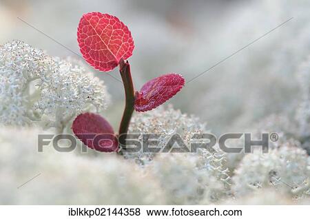 Stock Photo - Reindeer Lichen of Caribou Moss and a small shoot with red leaves, Rondane National Park, Norway, Europe. Fotosearch